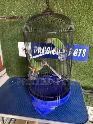Senegal Parrot Cage Tag 00001
