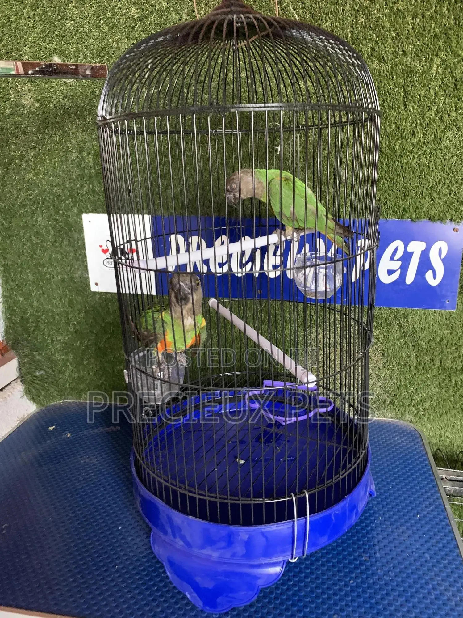 Senegal Parrot Cage Tag 00001