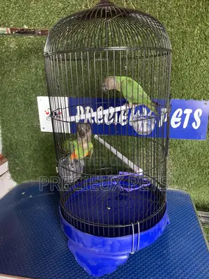 Senegal Parrot Cage Tag 00001