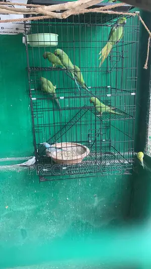XXXL Parrot Cage