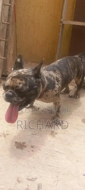1+ year Male Purebred French Bulldog