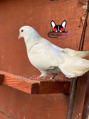 1 Pair Tamed White Pigeons