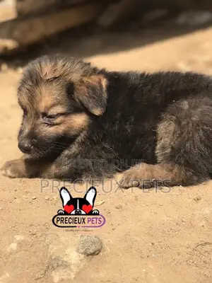 1-3 months Male Purebred German Shepherd