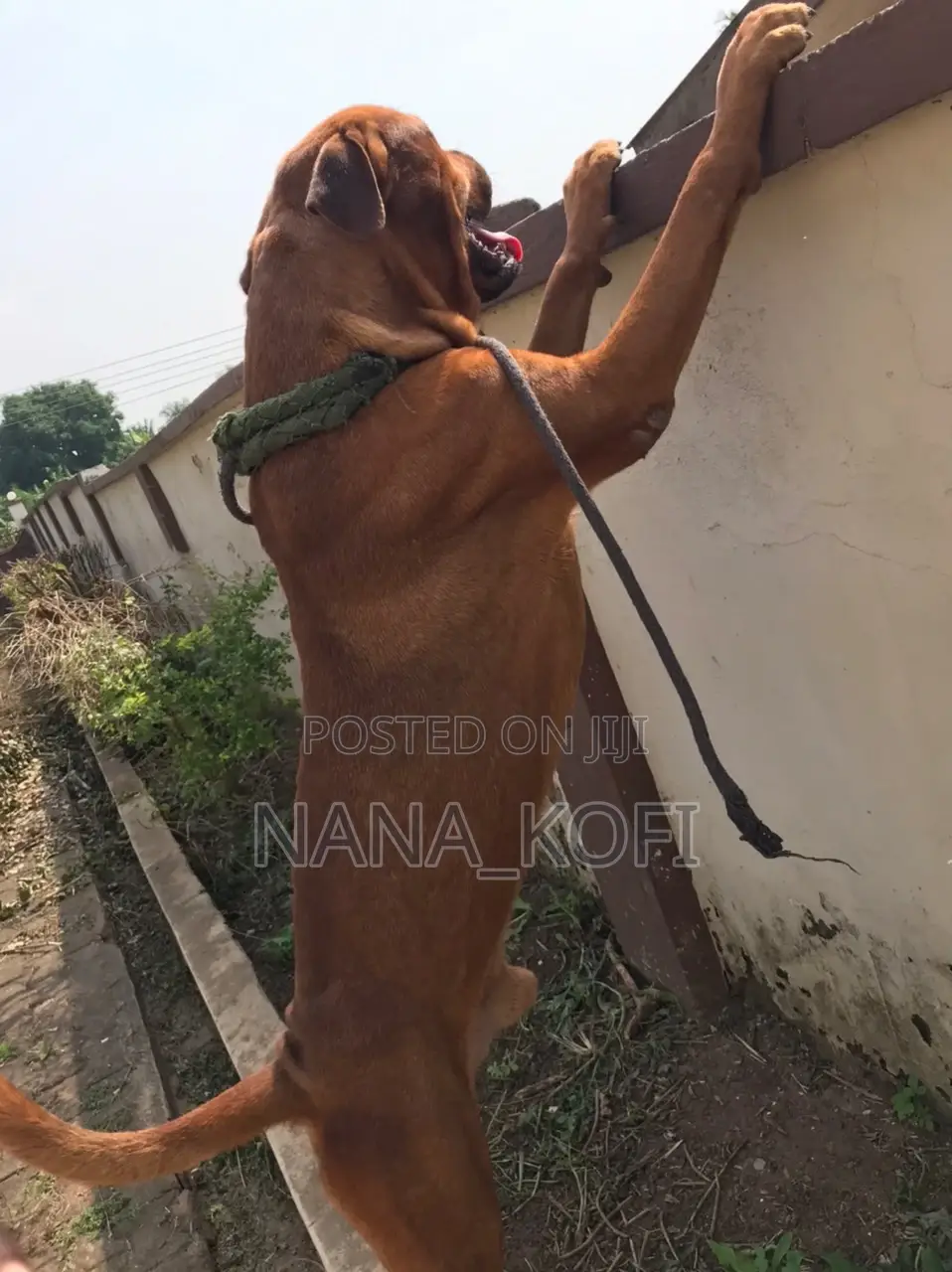 1+ year Male Purebred Boerboel
