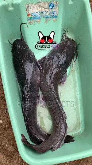 Fresh Water Catfish