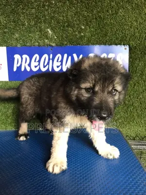 1-3 months Male Purebred Caucasian Shepherd