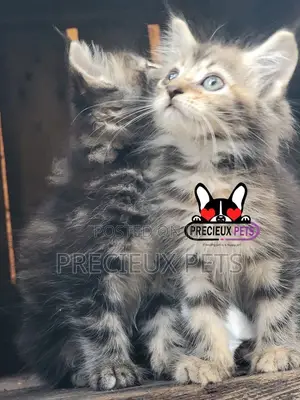 1-3 months Male Purebred Maine Coon