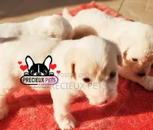 1-3 months Male Mixed Breed Maltipoo