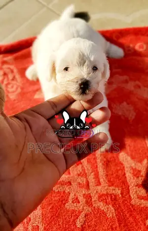 1-3 months Male Mixed Breed Maltipoo