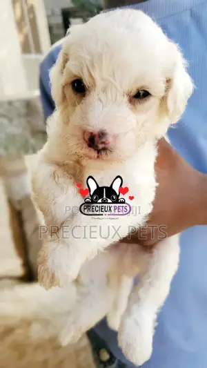 1-3 months Male Mixed Breed Maltipoo