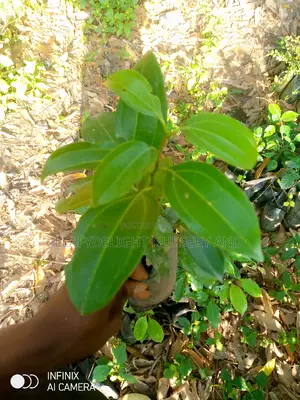 Cinnamon Seedlings
