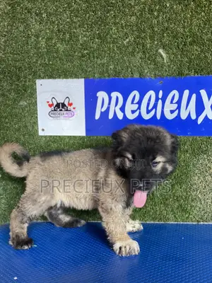1-3 months Female Purebred Caucasian Shepherd