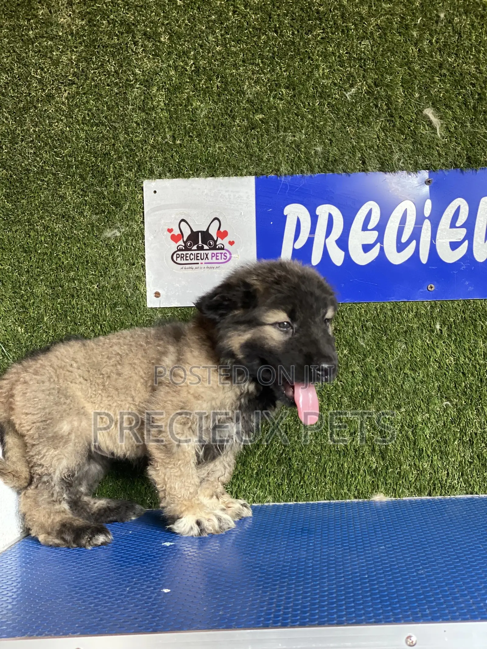 1-3 months Male Purebred Caucasian Shepherd