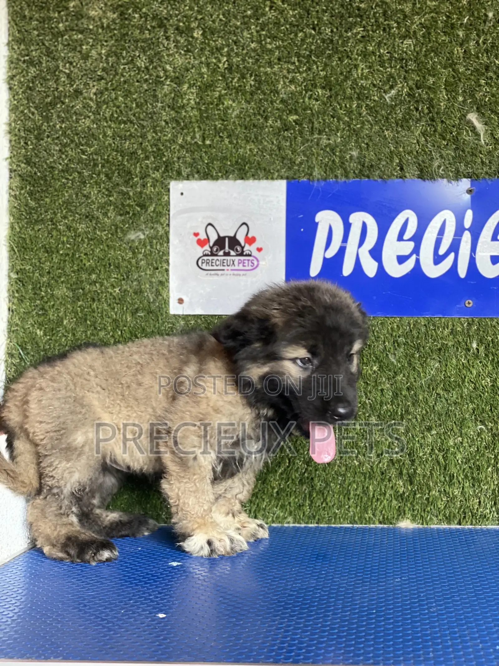 1-3 months Male Purebred Caucasian Shepherd