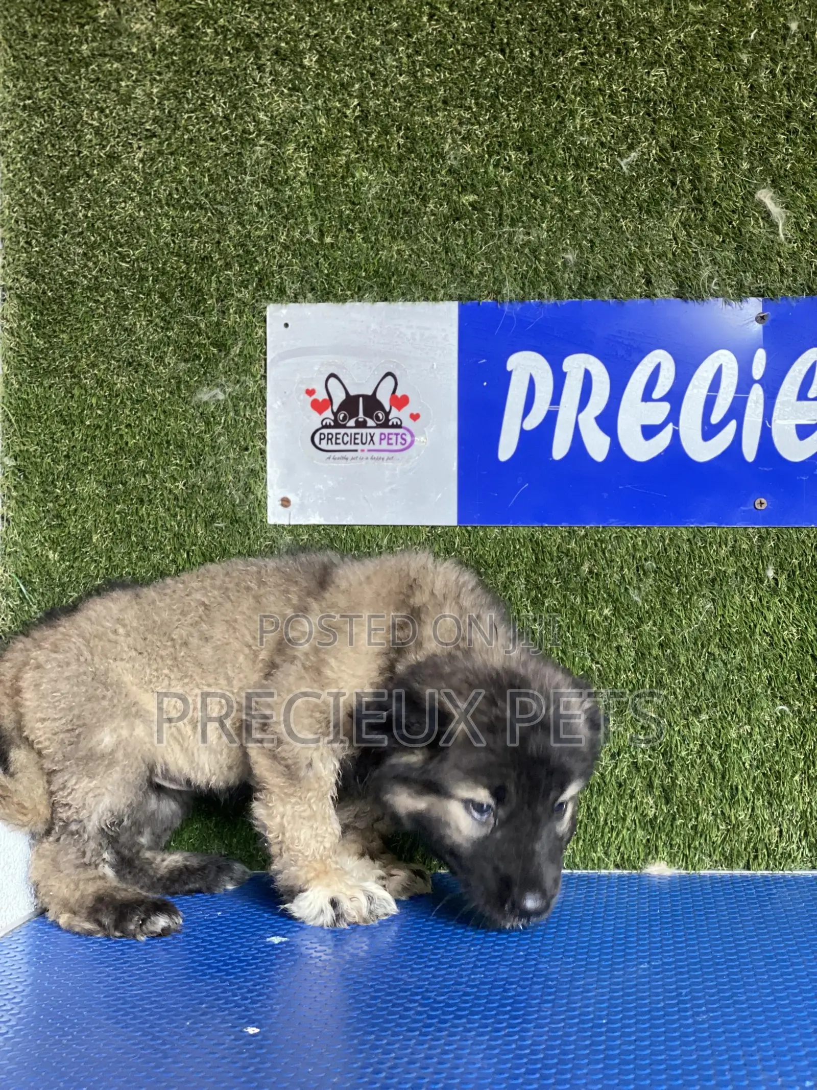 1-3 months Male Purebred Caucasian Shepherd