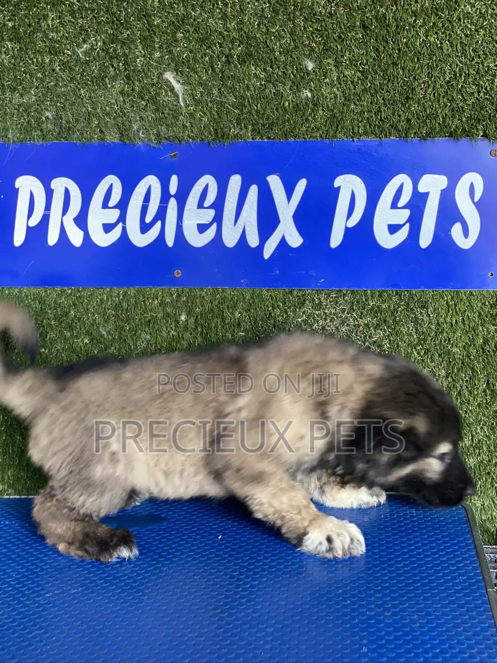 1-3 months Male Purebred Caucasian Shepherd