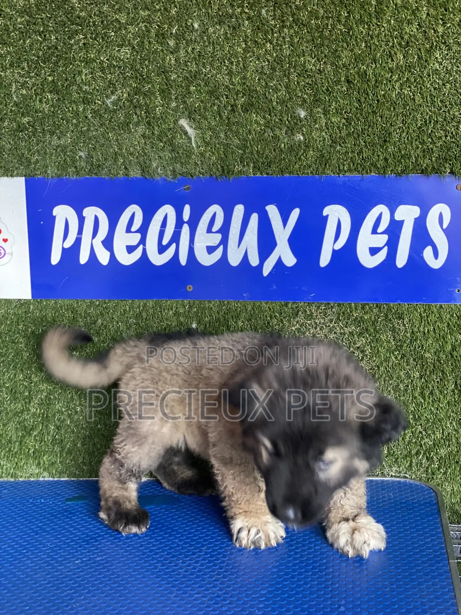1-3 months Male Purebred Caucasian Shepherd
