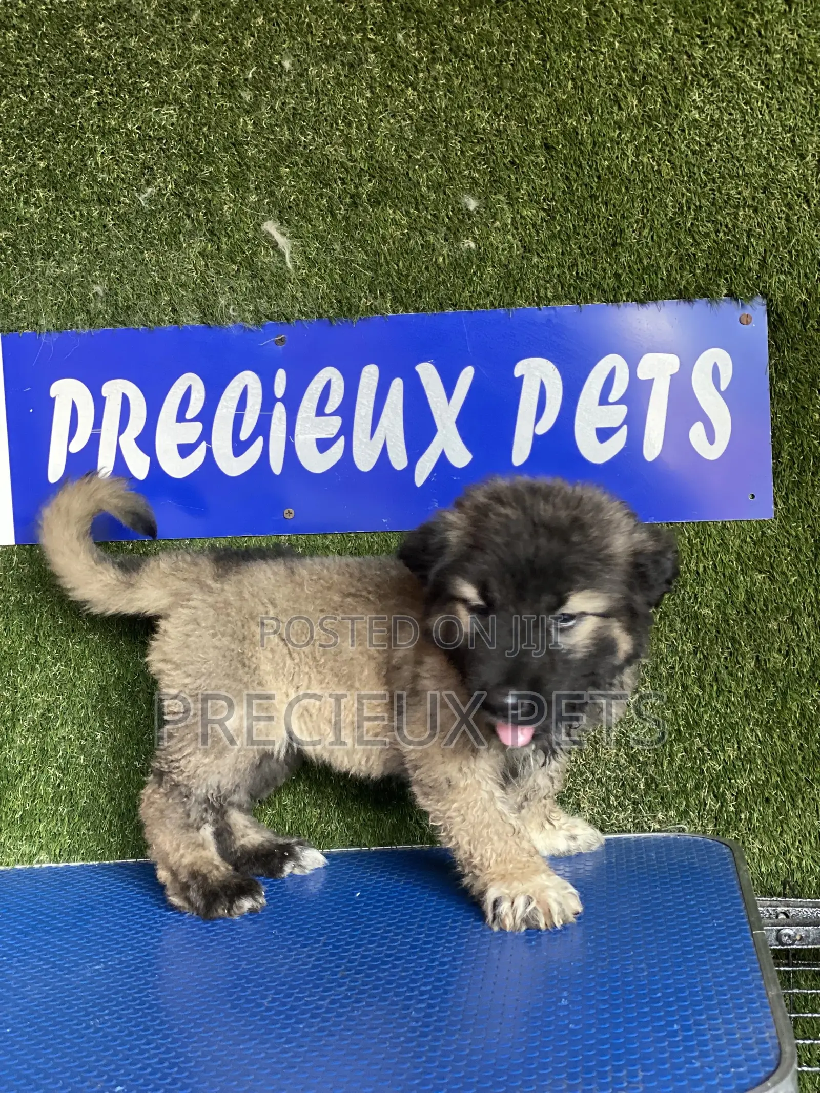 1-3 months Male Purebred Caucasian Shepherd