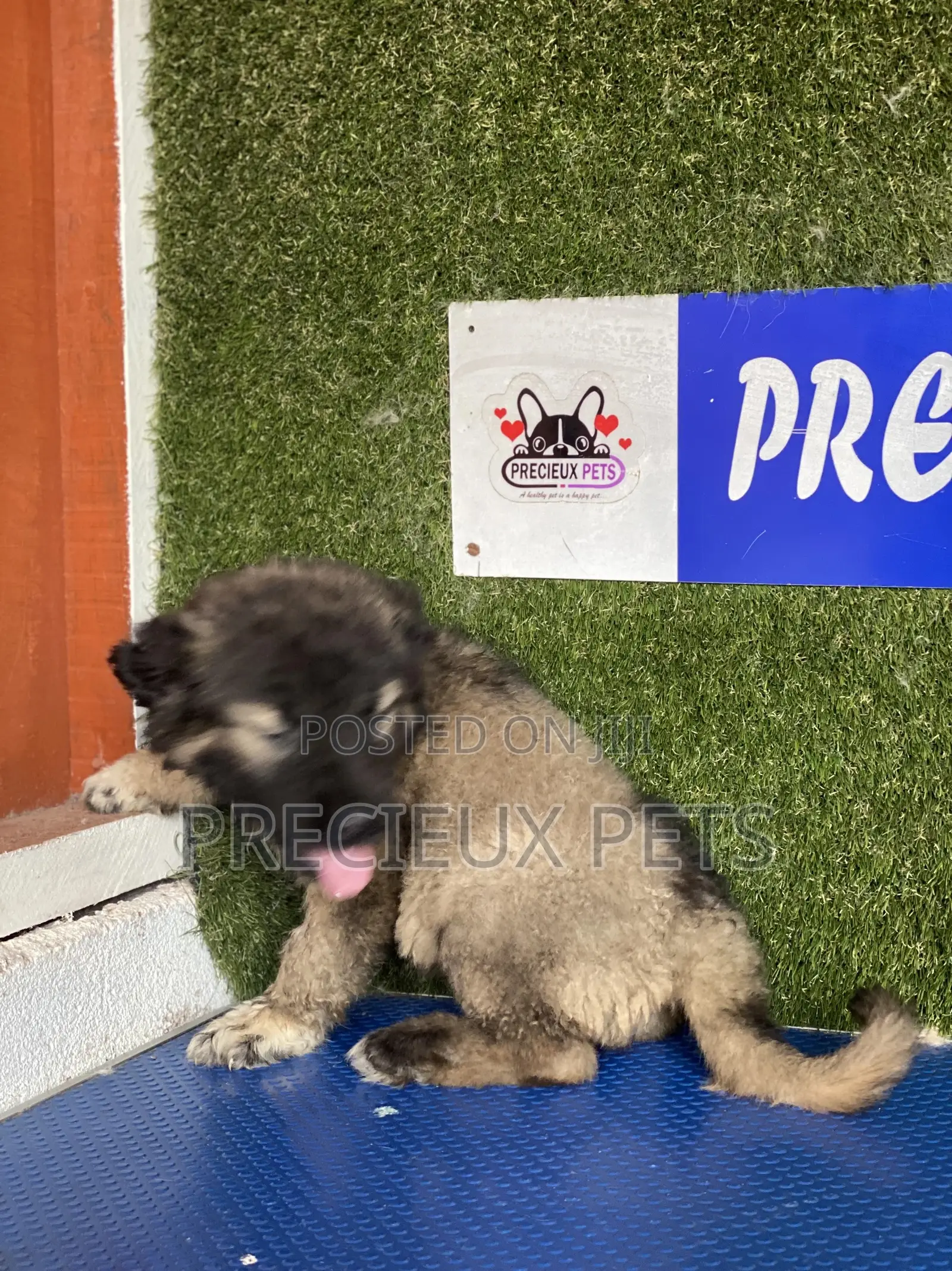 1-3 months Male Purebred Caucasian Shepherd