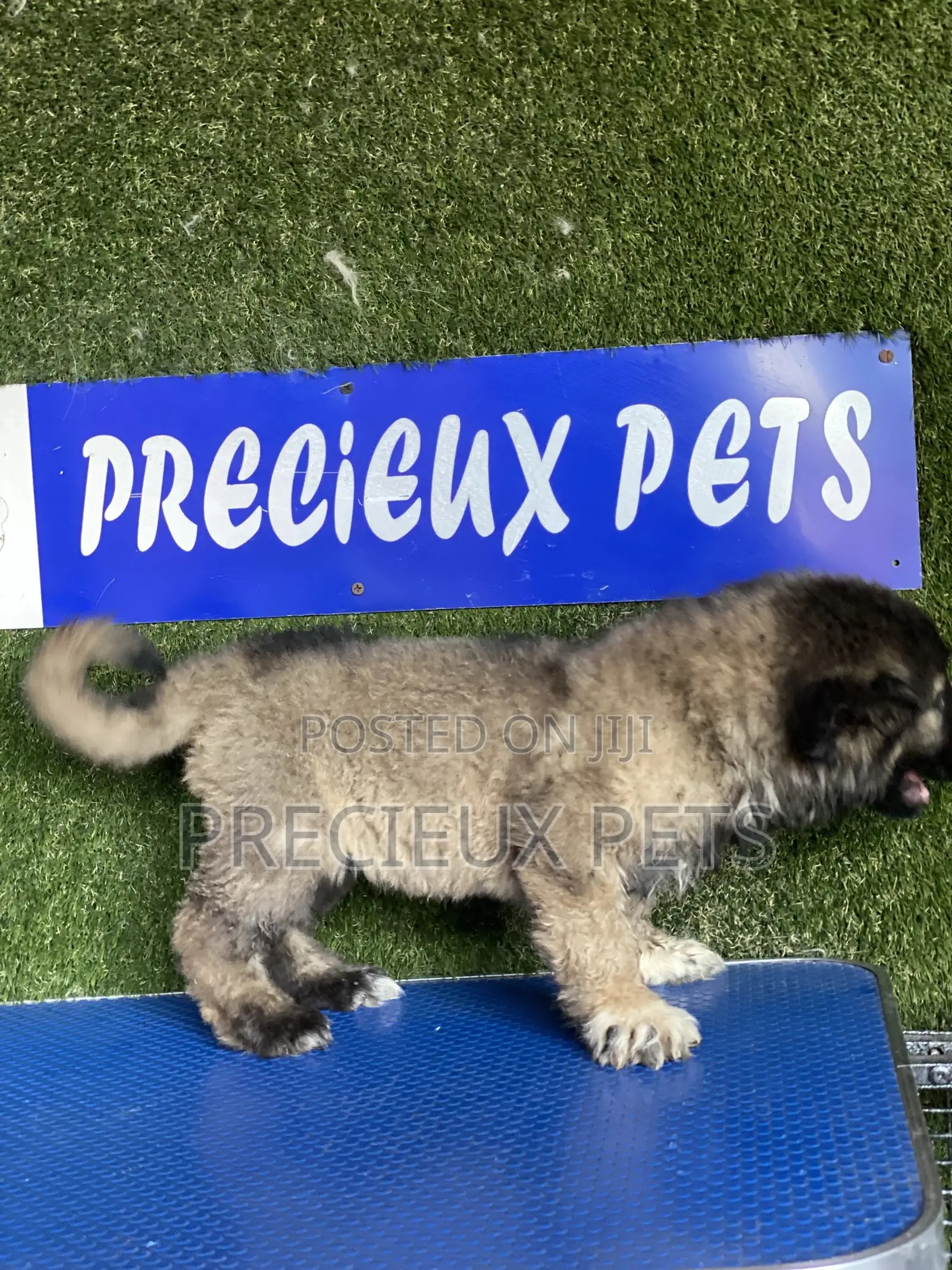 1-3 months Male Purebred Caucasian Shepherd