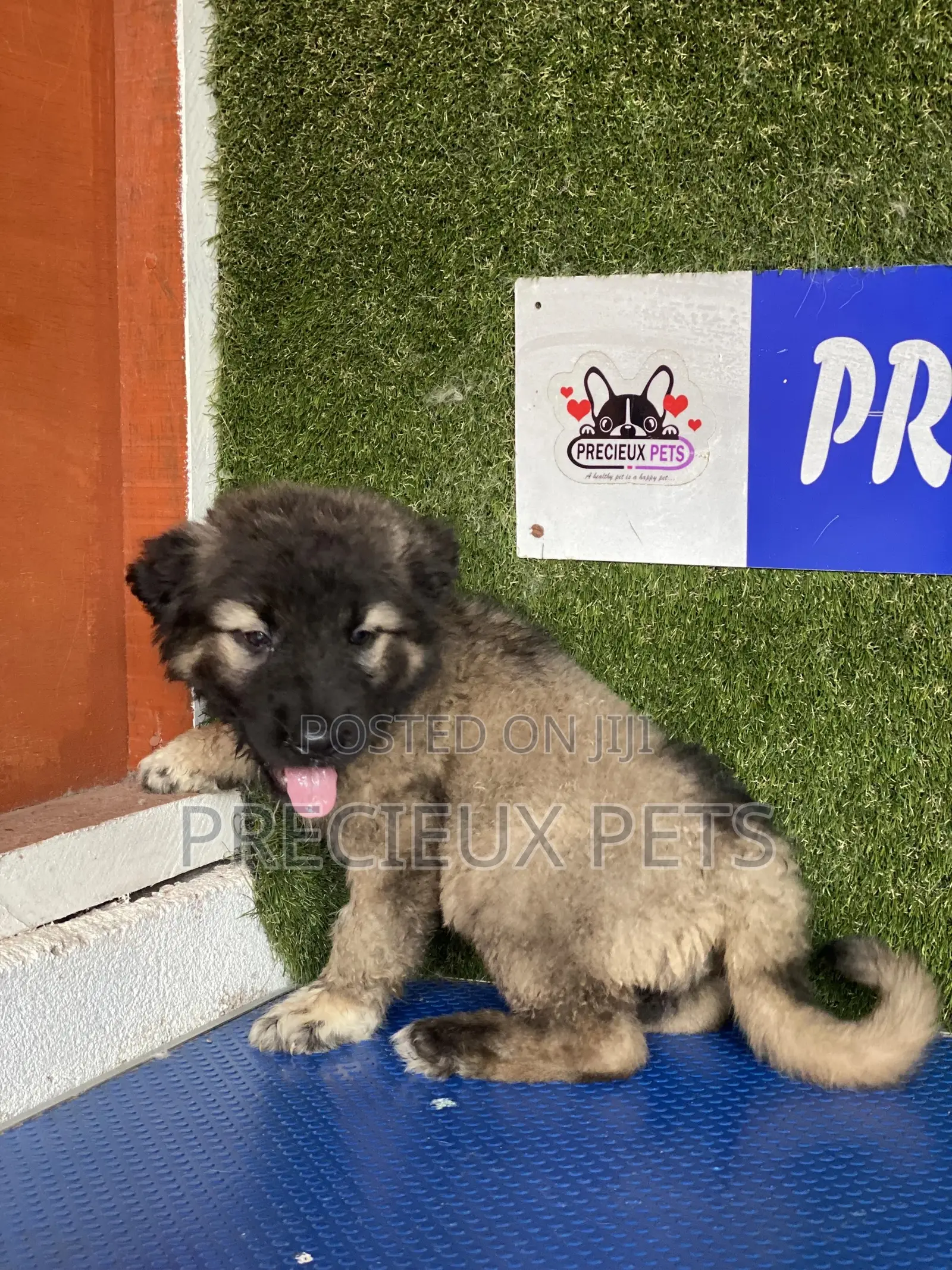 1-3 months Male Purebred Caucasian Shepherd
