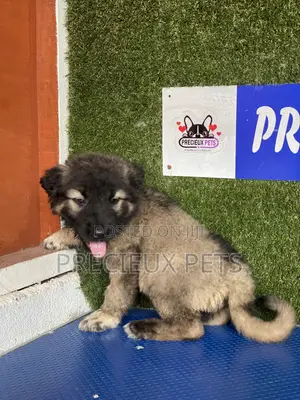 1-3 months Male Purebred Caucasian Shepherd