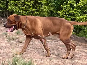 1+ year Male Purebred Boerboel