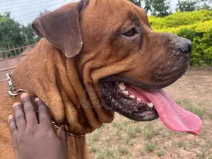 1+ year Male Purebred Boerboel