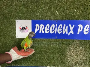 Friendly Bird Available