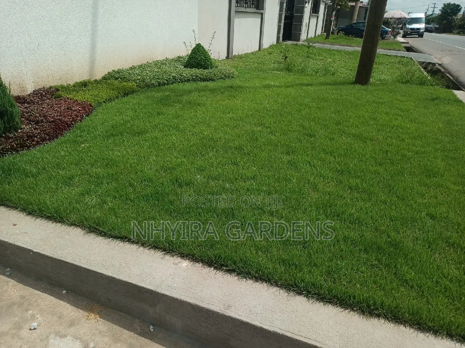 Yard Grassing (Green Grass Planting)