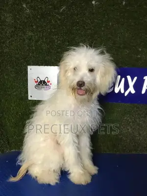 3-6 months Male Mixed Breed Maltipoo