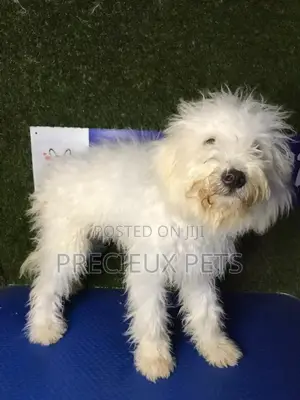 3-6 months Male Mixed Breed Maltipoo
