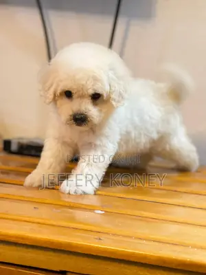 1-3 months Female Purebred Maltese