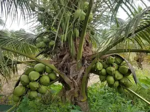 Qulity Dwarf Coconut Seedlings.