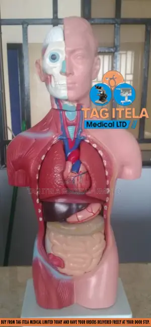 Anatomy Torso (Male)