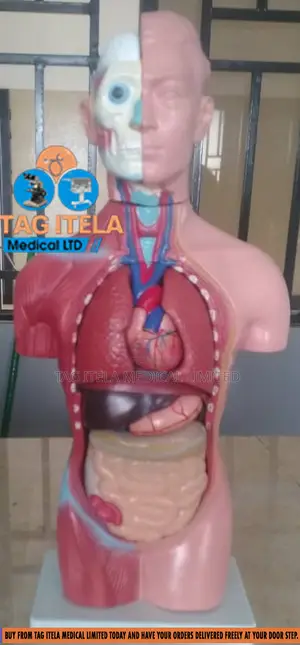 Anatomy Torso (Male)