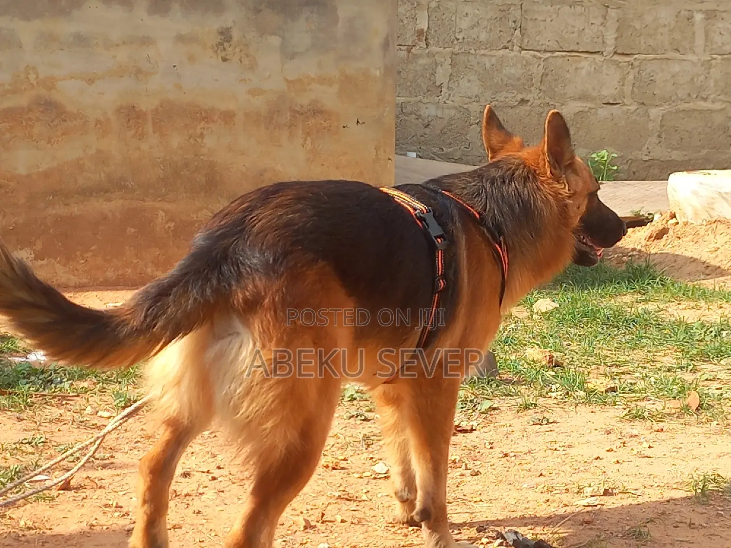 2+ Year Male Purebred German Shepherd for Crossing Services