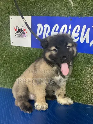 1-3 months Female Purebred Caucasian Shepherd
