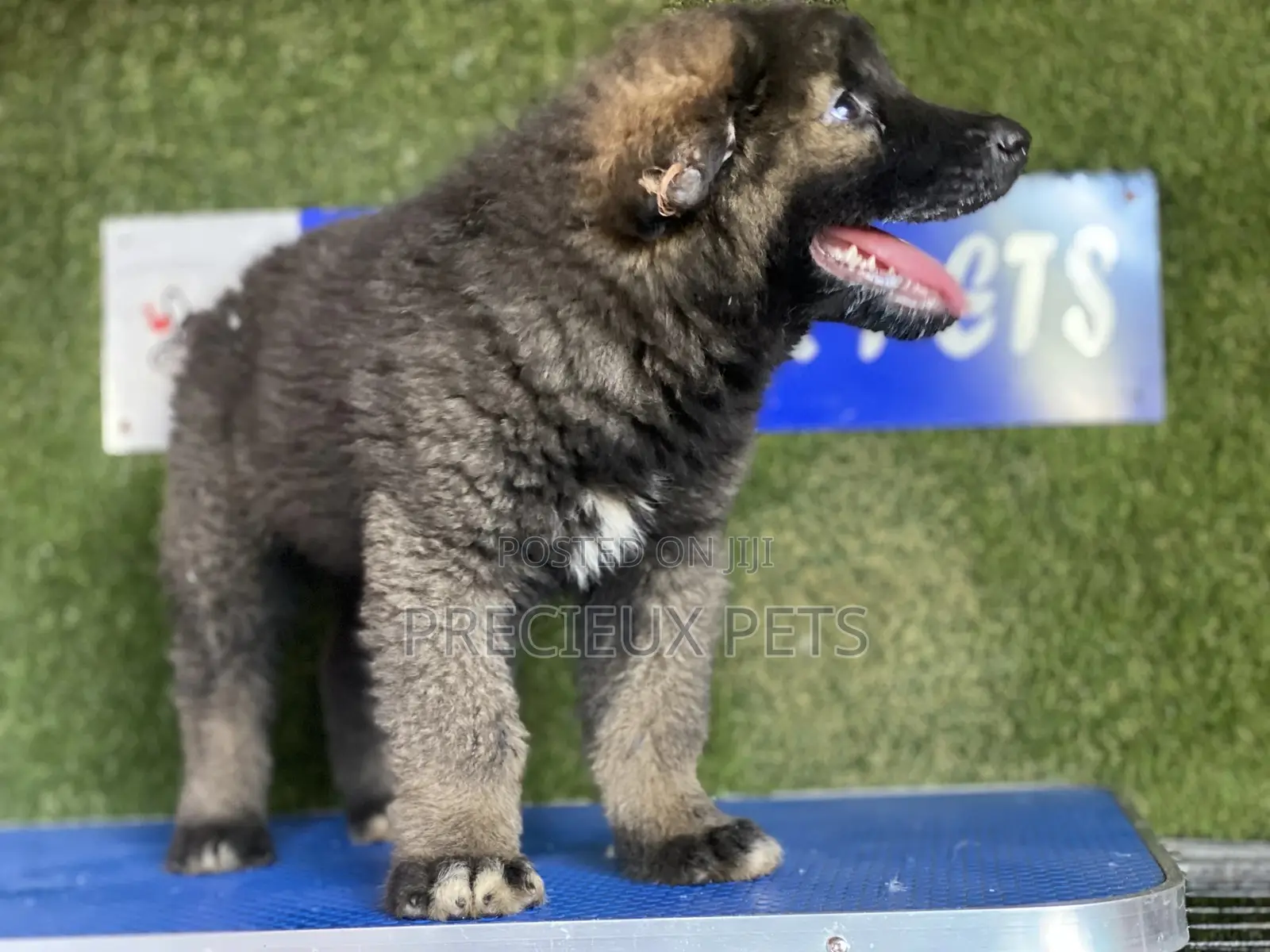 1-3 months Female Purebred Caucasian Shepherd