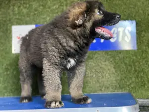 1-3 months Female Purebred Caucasian Shepherd