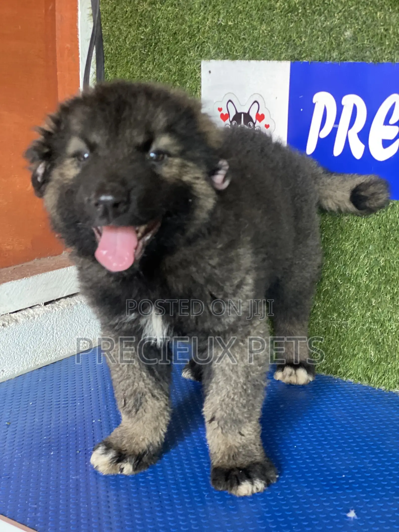 1-3 months Female Purebred Caucasian Shepherd