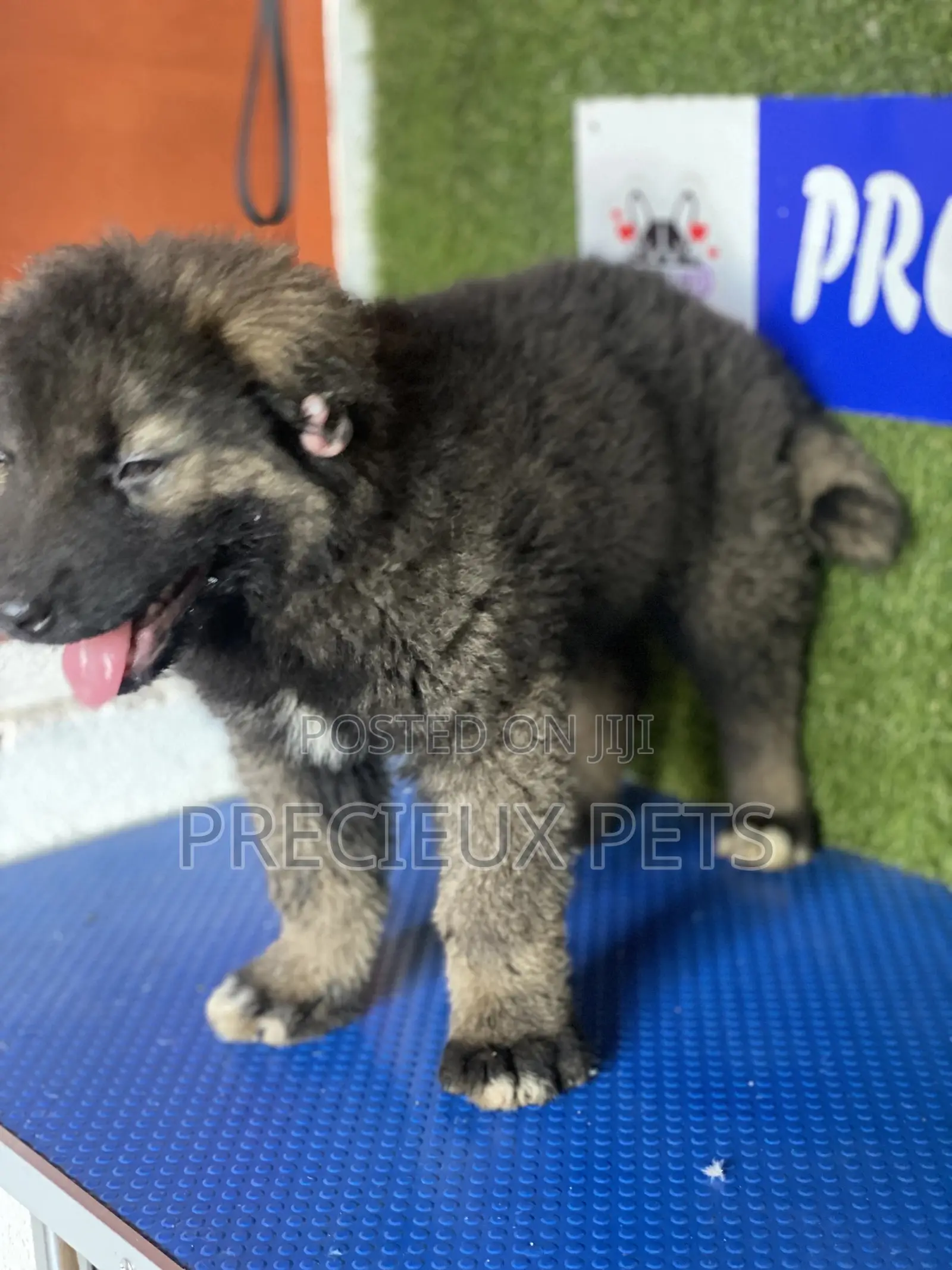 1-3 months Female Purebred Caucasian Shepherd