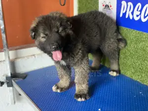 1-3 months Female Purebred Caucasian Shepherd