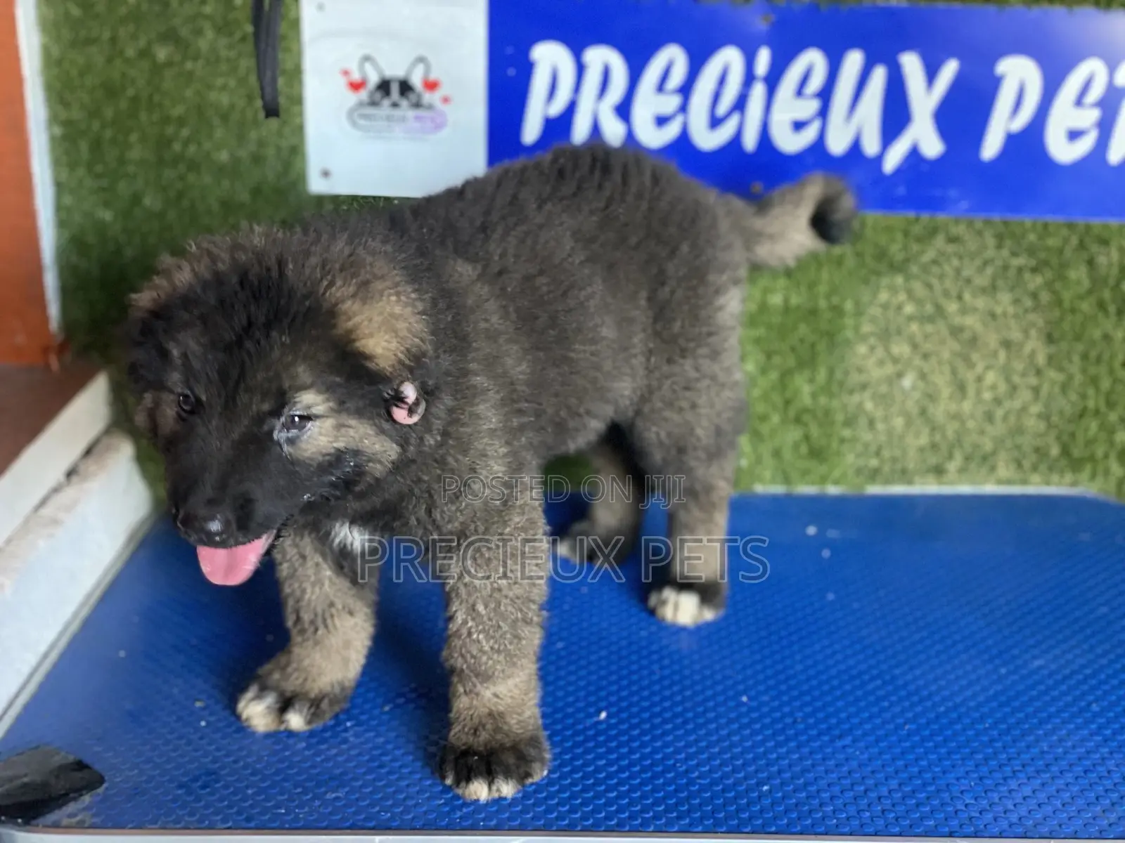 1-3 months Female Purebred Caucasian Shepherd