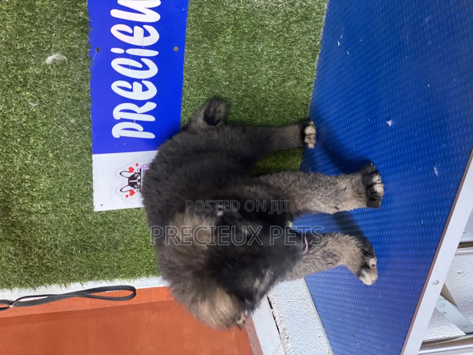 1-3 months Female Purebred Caucasian Shepherd