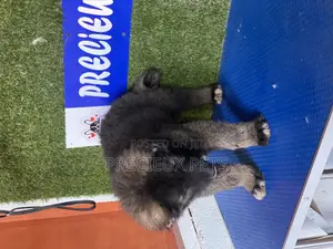 1-3 months Female Purebred Caucasian Shepherd