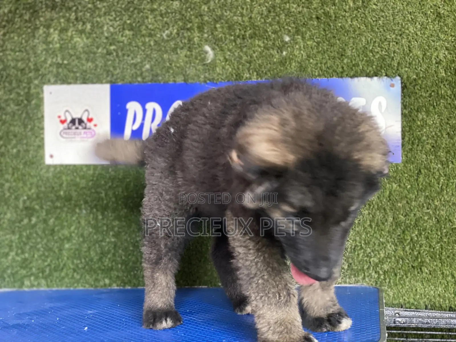 1-3 months Female Purebred Caucasian Shepherd
