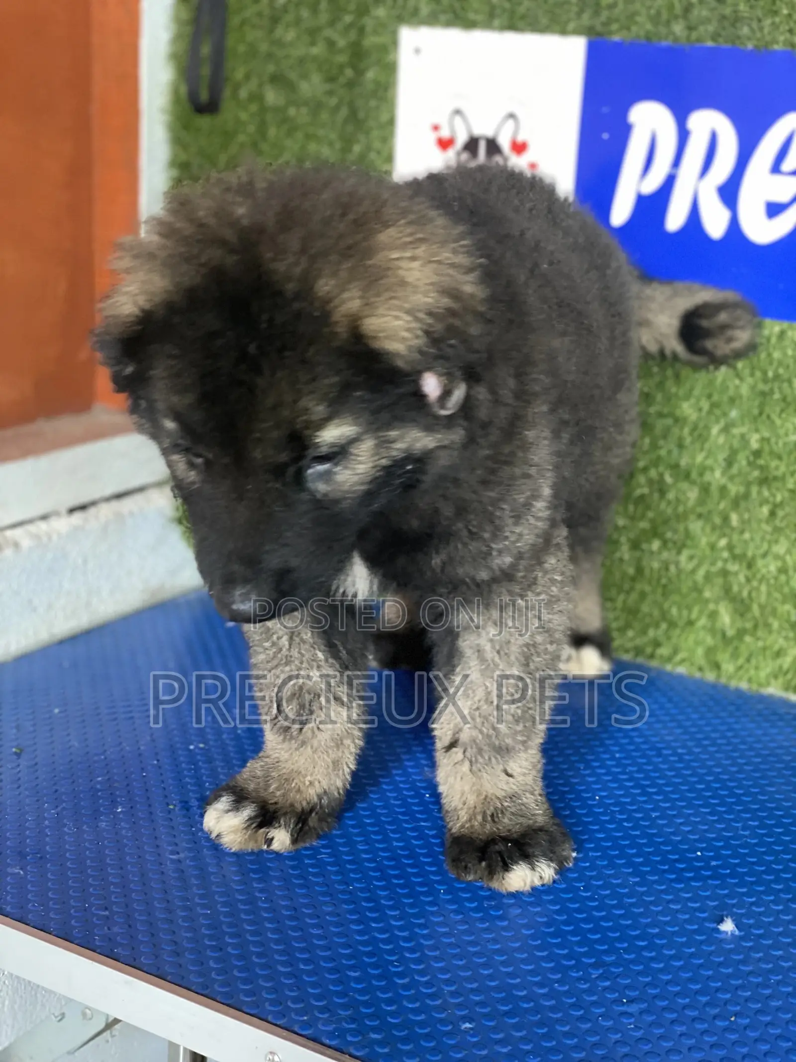 1-3 months Female Purebred Caucasian Shepherd