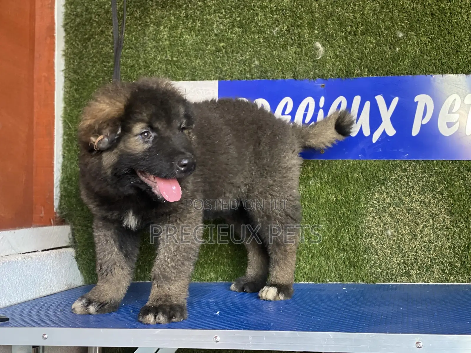 1-3 months Female Purebred Caucasian Shepherd
