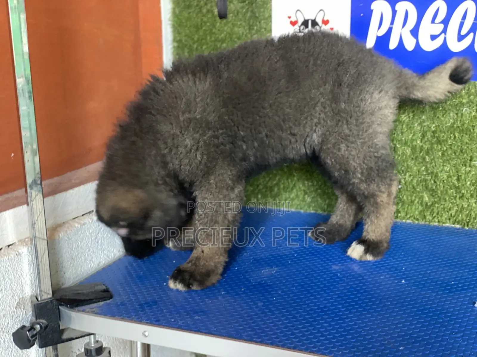1-3 months Female Purebred Caucasian Shepherd